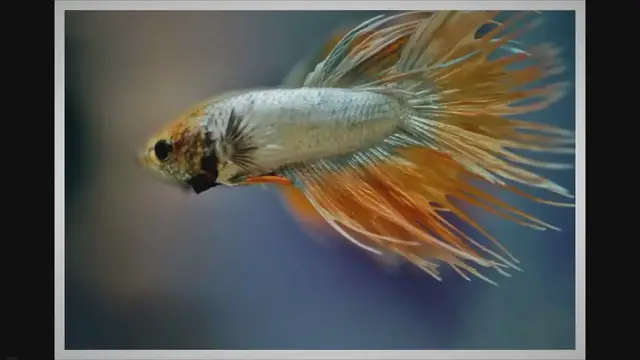 'Video thumbnail for Why is my Betta loosing scales?'