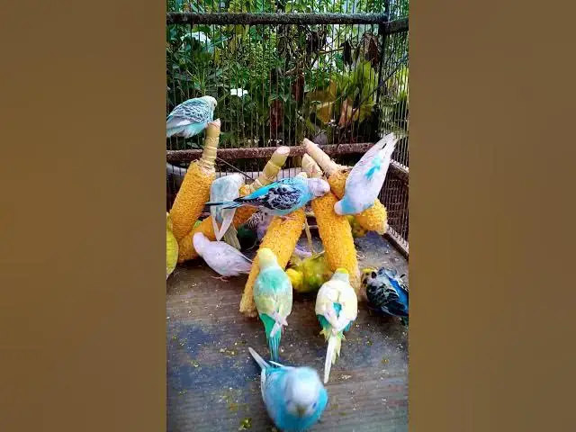 'Video thumbnail for This Amazon bird toy is SO COOL#birds#parrot #birdslover #budgis #lovebirds #budgiegar #cute #health'