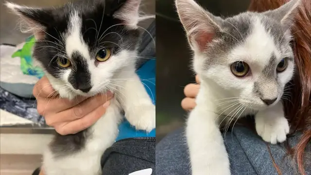 'Video thumbnail for Pet of the Week 10/21/22'