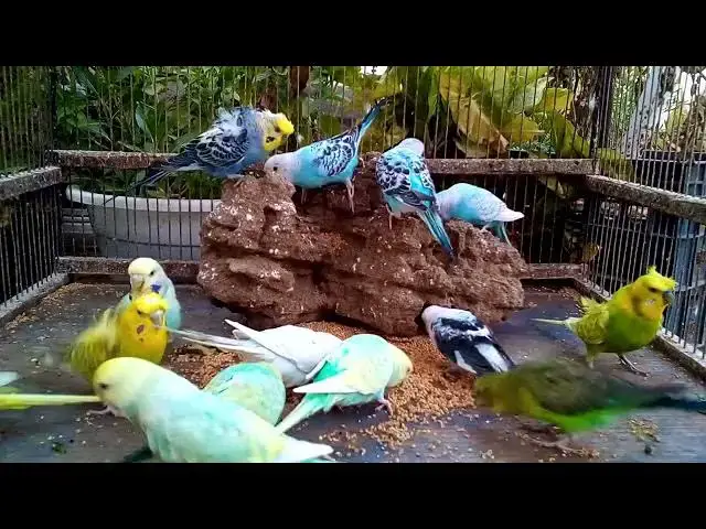 'Video thumbnail for First Steps of Baby Budgie  No Music Needed 🐣'