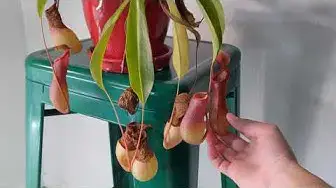 'Video thumbnail for How to feed bugs to Pitcher plants: Nepenthes and Sarracenia'