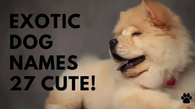 'Video thumbnail for Exotic Dog Names 27 TOP & BEST & CUTE Ideas'