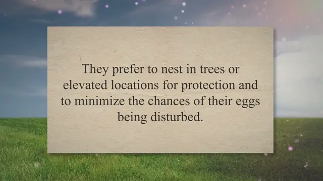 'Video thumbnail for Do Owls Lay Eggs on The Ground? (Secret REVEALED!) 2023 » Petybird.com'