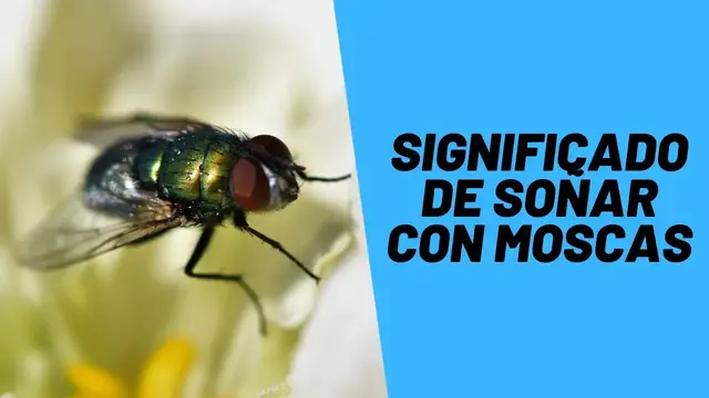 'Video thumbnail for Significado de soñar con moscas'