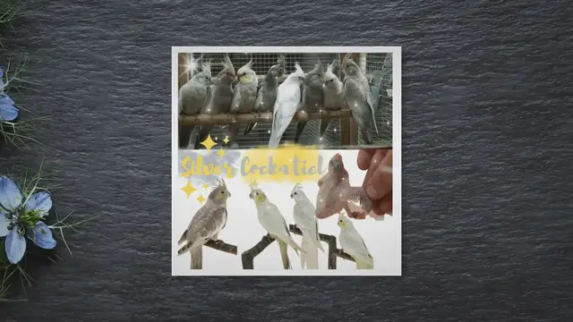 'Video thumbnail for Silver Cockatiel'