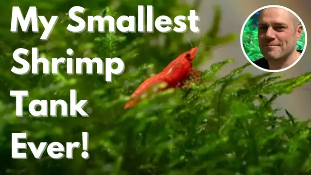 'Video thumbnail for The Smallest Red Cherry Shrimp Tank I Ever Made - 1/2 GALLON (2 LITER) SHRIMP TANK'