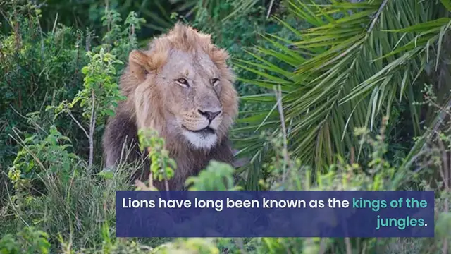 'Video thumbnail for Majestic Lion Shows His Playful Side: Scares Photographer With Its Roar, Then Smiles At Him'