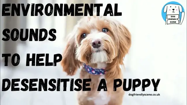 'Video thumbnail for Environmental sounds to desensitise a puppy'