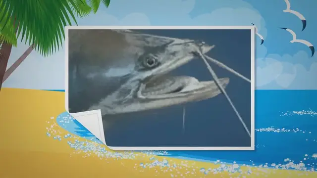 'Video thumbnail for Guide To Fishing for Catfish'