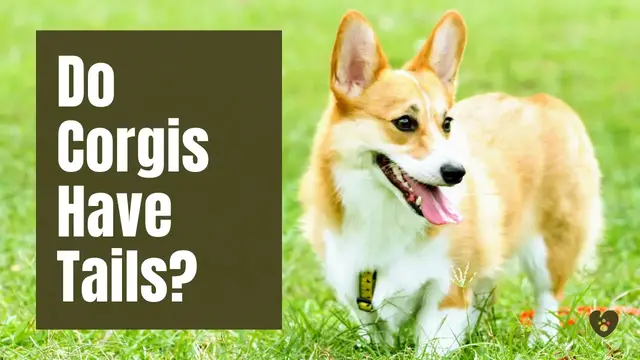 'Video thumbnail for Do Corgis Have Tails?'