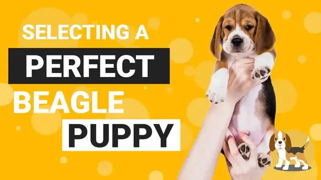 'Video thumbnail for How to Select the Best Beagle Puppy from the Litter'