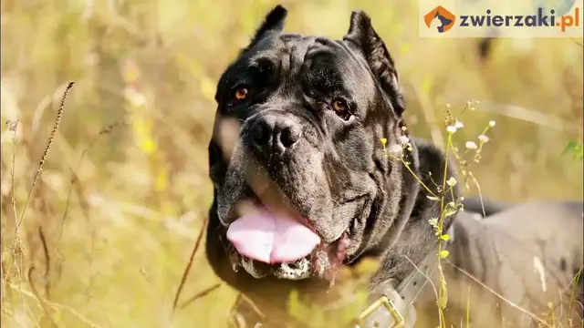 'Video thumbnail for Cane corso – charakterystyka psiej rasy'