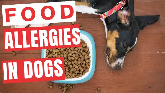 'Video thumbnail for Food Allergies in dogs'