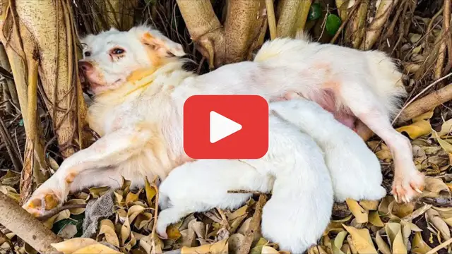 'Video thumbnail for Her Puppies Cried in the Cold as Their Mother Lay Unmoving'