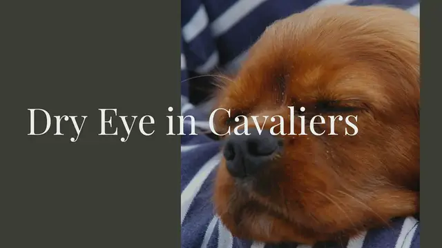 'Video thumbnail for Dry Eye in Cavalier King Charles Spaniels'