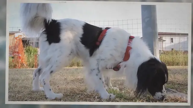 'Video thumbnail for What is a Dog’s Strongest Sense?'