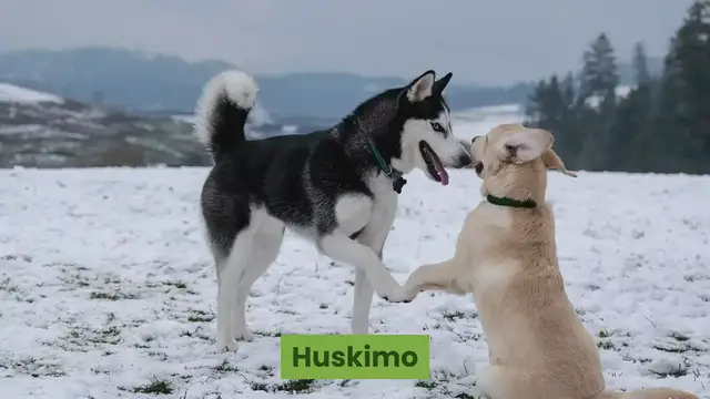 'Video thumbnail for Huskimo: 11 Things You Didn’t Know About the Huskimo Breed'