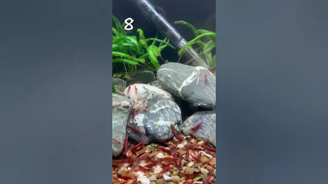'Video thumbnail for How Many Red Cherry Shrimp Can You See? #redcherryshrimp #howmany'