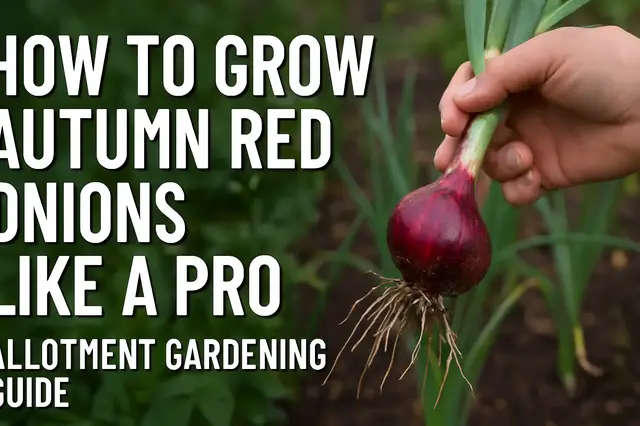 'Video thumbnail for How to Grow Autumn Red Onions Like a Pro | Allotment Gardening Guide'