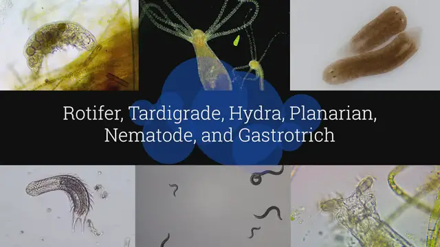 'Video thumbnail for Microscopic Organisms in a Drop of Pond Water - Episode 3'
