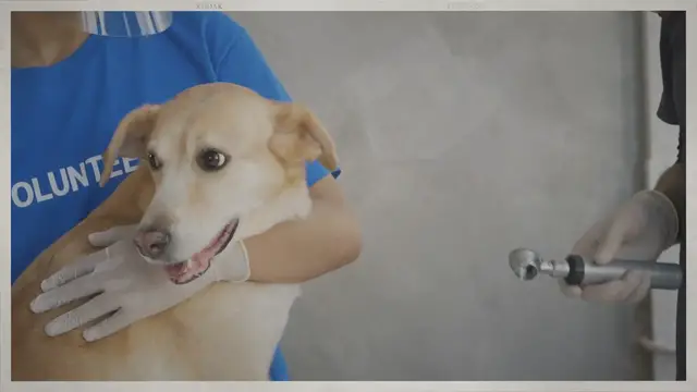 'Video thumbnail for Golden Retrievers and Gland Expression: A Comprehensive Guide to Keeping Your Pup Healthy and Happy'