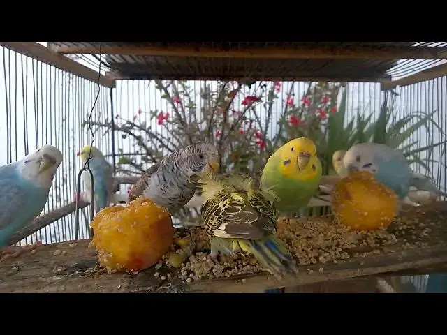 'Video thumbnail for Laugh & Love Adorable Rainbow Budgies in Their Funniest Moments! 🥰💚'