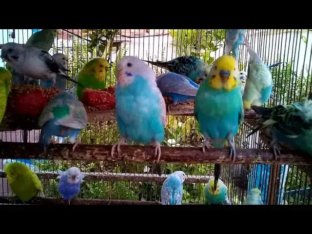 'Video thumbnail for Cute Lovebirds Playing & Singing 🐤🎶  Pure FUN & Happiness'