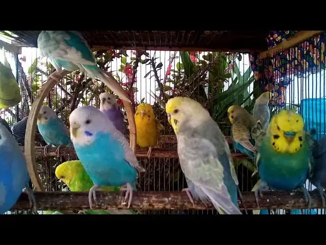 'Video thumbnail for Natural Budgie Behavior in a Quiet Cage 🐤'