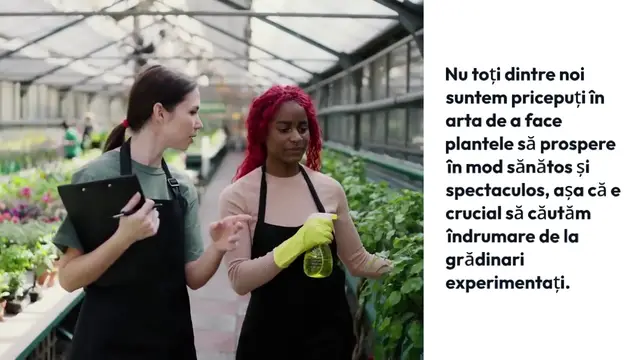 'Video thumbnail for Plante sănătoase și exuberante. Iată ingredientul minune pe care îl poți pune în sol'