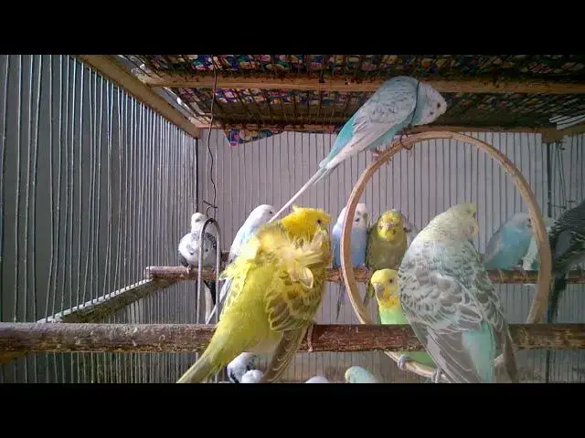 'Video thumbnail for Budgie Flock Chatter   Beautiful Social Sounds 🗣️🌿 #BudgieCommunity #SocialBirds'