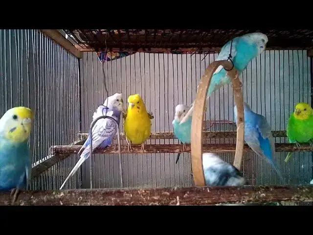 'Video thumbnail for Relaxing Budgie Sounds   1 Hour of Happy Bird Chirping 🐦🎶 #BudgieSounds #RelaxingBirds'