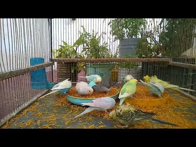'Video thumbnail for Meet My Adorable Budgies A Day in Their Colorful Life! 💛✨'