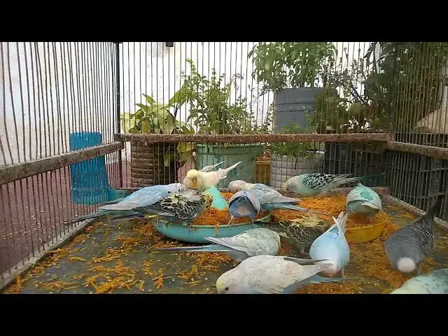 'Video thumbnail for All About Budgie Diet What Should You Feed Your Feathered Friend 🍏✨'