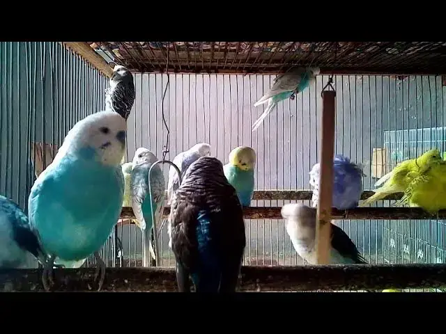'Video thumbnail for Budgies Singing in the Morning Light 🌞'