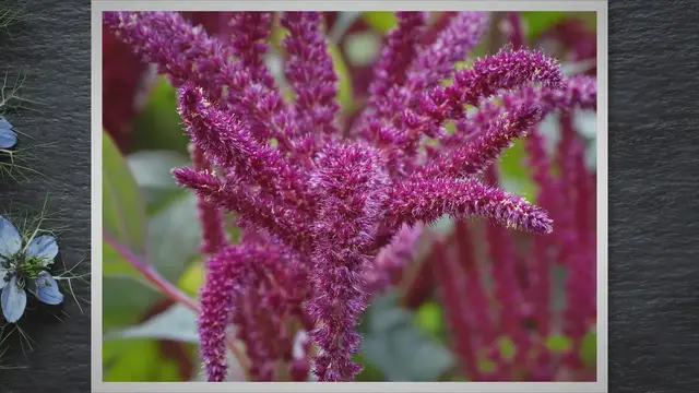 'Video thumbnail for Growing Amaranth Microgreens: A Comprehensive Guide'