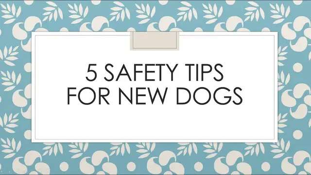 'Video thumbnail for 5 safety tips for new dogs in your life'