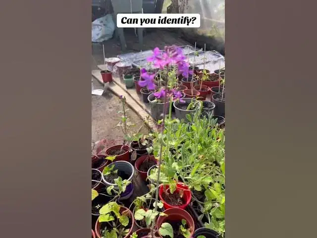 'Video thumbnail for Can You Guess This Plant? #plantid'