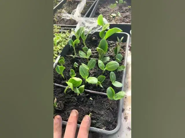 'Video thumbnail for Courgette Frenzy! Look at Them Grow! #veggiepatch'
