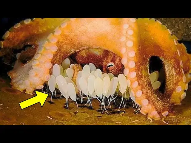 'Video thumbnail for Scientists Spotted An Octopus Guarding Something, And Then They Realized Why'