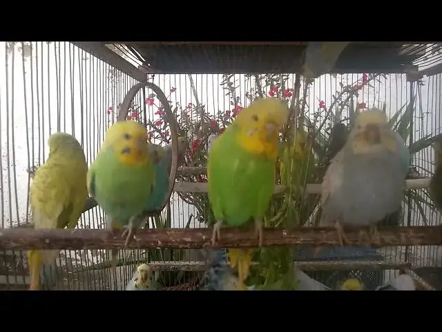 'Video thumbnail for Watch My Budgie Show Off Its Funniest Tricks! 😂 #funnyvideo #parakeet'