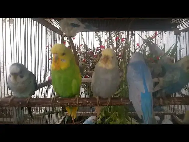 'Video thumbnail for Why Budgies Make the Best Pets A Love Story! 💛💚 #Parakeet'