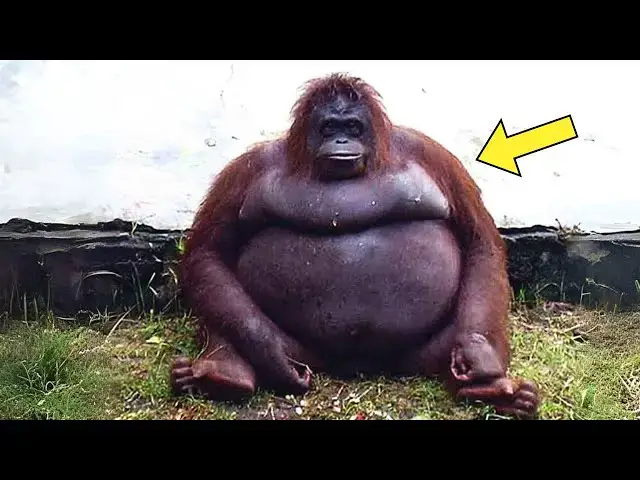 'Video thumbnail for Orangutan Refuses to Move for Weeks — Then Caretakers Discover What She's Sitting On'