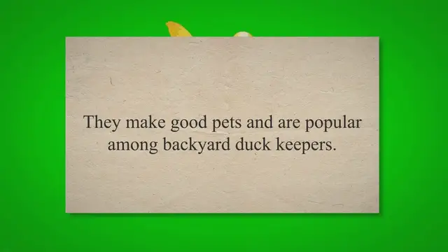 'Video thumbnail for Are Cayuga Ducks Friendly? (Surprising Facts!) 2023 » Petybird.com'