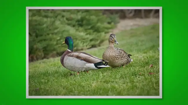 'Video thumbnail for Do Ducks Mate For Life? (Here Is the Secret Truth!) 2023 » Petybird.com'