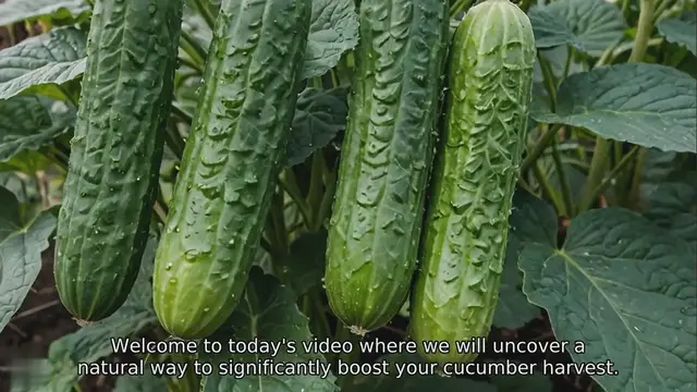 'Video thumbnail for Boost Your Cucumber Harvest Naturally The Compost Fertilizer Secret'