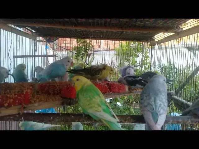 'Video thumbnail for Budgie Serenade for Their Crush 💘🎶  Hilarious and Heartwarming'