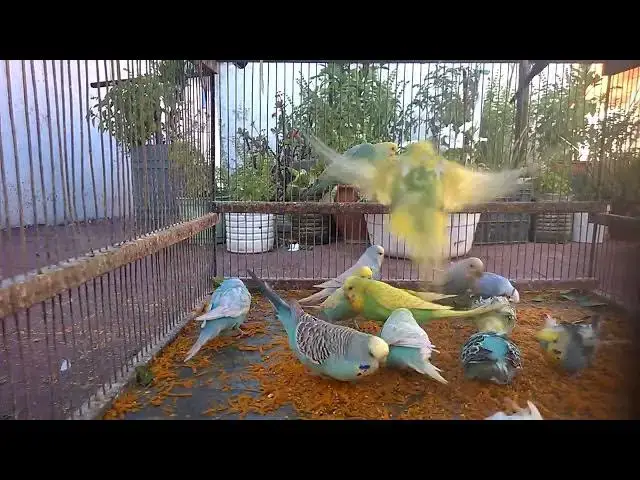 'Video thumbnail for 💤 Budgie Sounds to Sleep FAST 🛏️  Best ASMR Bird Audio Ever! 🎶🌙 #SleepAid'