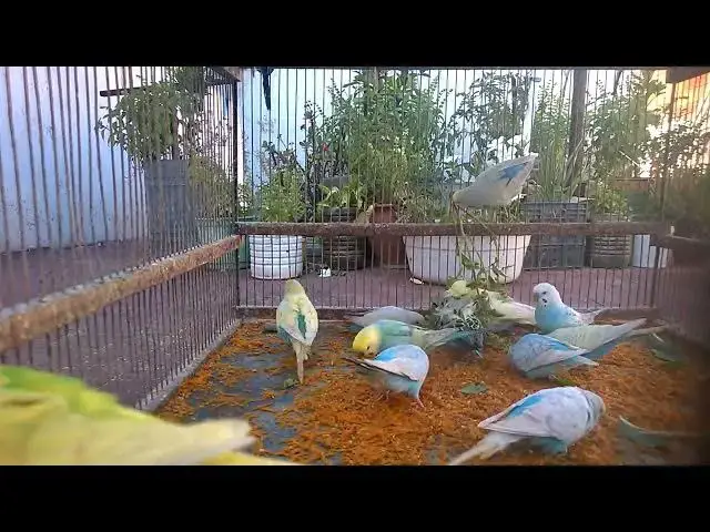 'Video thumbnail for 🐦 How Smart Are Budgies Really 🧠  Shocking Bird Intelligence Facts 😲 #SmartBirds #BudgieMind'