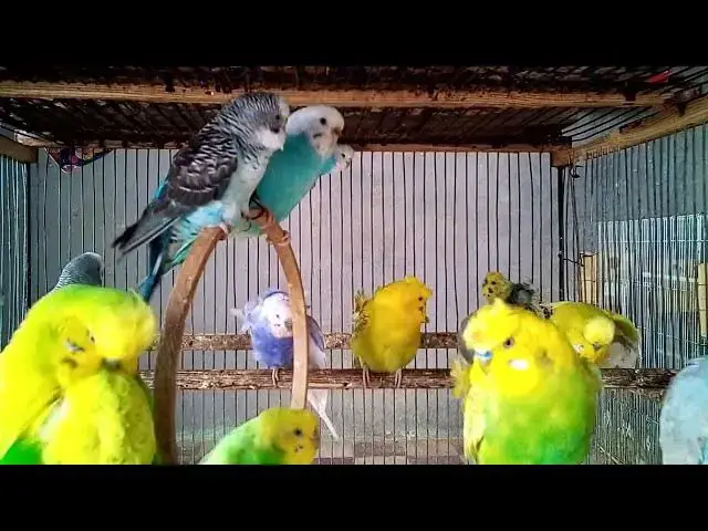 'Video thumbnail for Cuteness + Laughter Overload 🤣💖  Budgie Chirps That’ll Make Your Day'