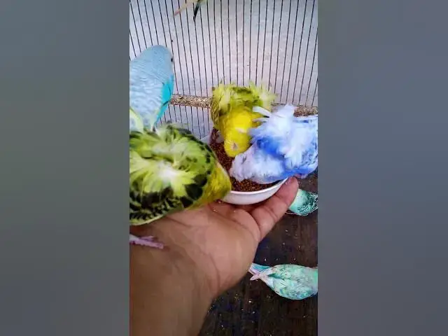 'Video thumbnail for This Amazon bird toy is SO COOL#birds#parrot #birdslover #budgis #lovebirds #budgiegar #cute #health'